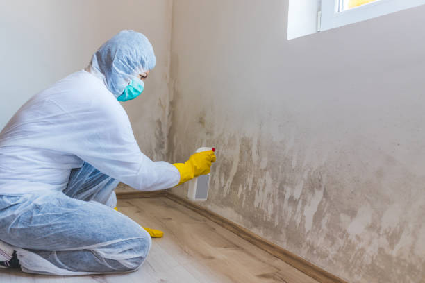Licensed Black Mold Remediation service in Salisbury, NC - 24 Hour Mold Removal