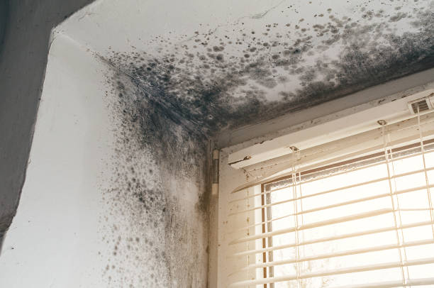 Affordable Black Mold Remediation solutions in Salisbury, NC